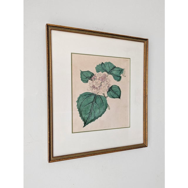 A beautifully framed 19th century botanical copper engraving. This hand-colored archival print, originally published in...
