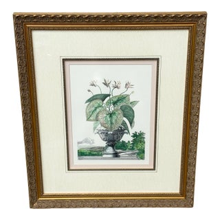 Vintage Framed Pink Cyclamen Flower Print For Sale