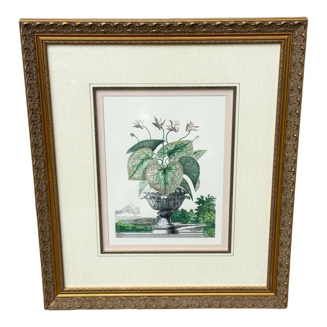 Vintage Framed Pink Cyclamen Flower Print For Sale