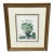 Vintage Framed Pink Cyclamen Flower Print For Sale