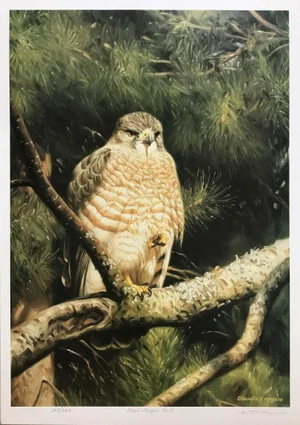 Claudio d'Angelo Broad Winged Hawk Lithograph on Paper