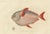 Paper Moonfish, 1842, Paper For Sale - Image 7 of 7