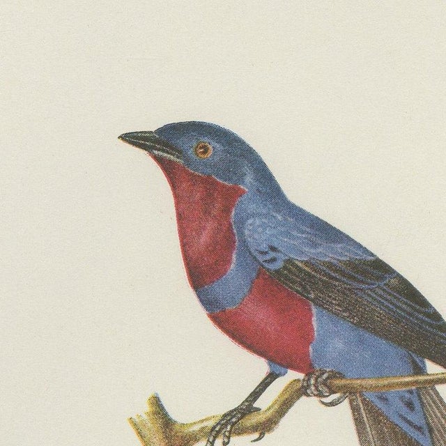 Descourtilz, Tanagers and Cotingas, Brazilian Bird Print, 1944, Paper For Sale - Image 3 of 12