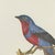 Descourtilz, Tanagers and Cotingas, Brazilian Bird Print, 1944, Paper For Sale - Image 3 of 12