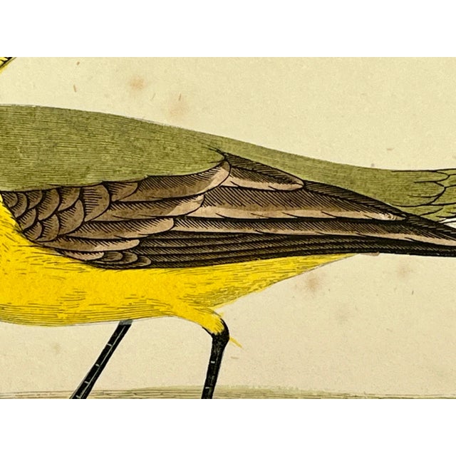 Antique Bird Print From England Showcasing a Vibrant Yellow Wagtail - Circa 1880 For Sale In Dallas - Image 6 of 10