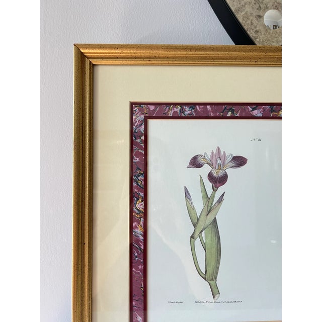 Vintage Botanical Iris Print, Framed For Sale - Image 4 of 7