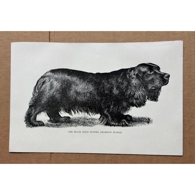 Up for sale is this charming antique dog print from a veterinary guide published in the 1890s and illustrating breed...