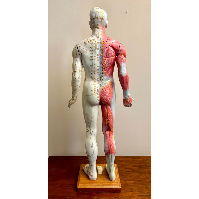 Anatomy of Man Acupuncture Detachable Arms, 1965 For Sale - Image 3 of 18