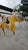 Metal and Murano Glass Chandelier, 1960s For Sale - Image 4 of 11