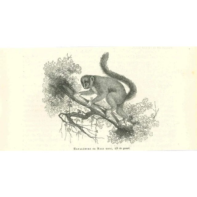 Hapalemure Ou Maki Gris is an original lithograph on ivory-colored paper, realized by Paul Gervais (1816-1879). The...
