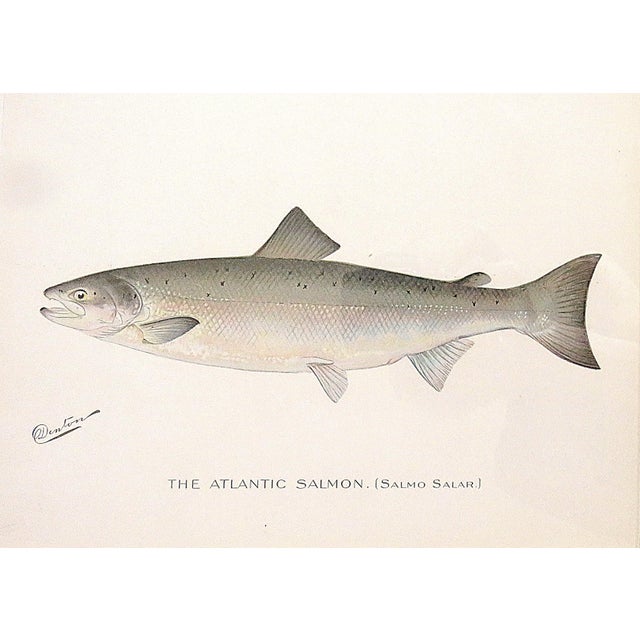 Set of 3 Original Antique Denton Framed Fish Prints C. 1900 For Sale - Image 4 of 6