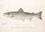 Set of 3 Original Antique Denton Framed Fish Prints C. 1900 For Sale - Image 4 of 6