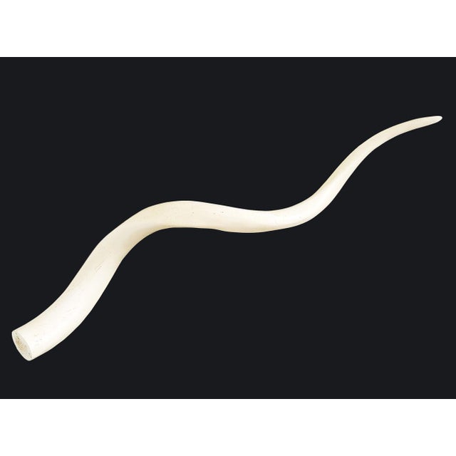 Vintage African Kudu Horn Antler For Sale In Miami - Image 6 of 10