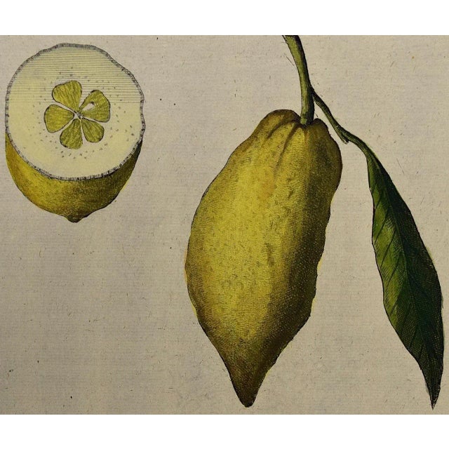 Early 18th Century Lemons "Limon Peretto": An Early 18th Century Volckamer Hand-Colored Engraving, 1708 For Sale - Image 5 of 6