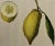 Early 18th Century Lemons "Limon Peretto": An Early 18th Century Volckamer Hand-Colored Engraving, 1708 For Sale - Image 5 of 6