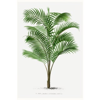 Tropical Palm Botanical, Vintage Art Print Reproduction, 16" X 24" For Sale
