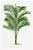 Tropical Palm Botanical, Vintage Art Print Reproduction, 16" X 24" For Sale