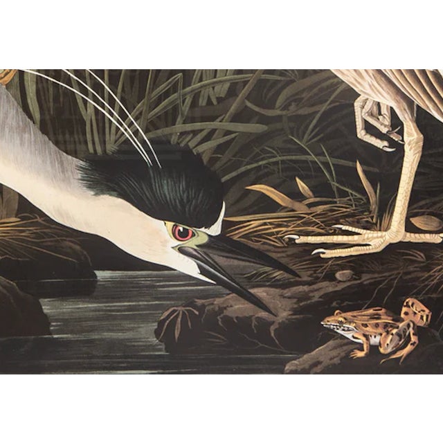 Illustration 1980s The Abbeville Press Edition of the Night Heron (Plate 236) From the Birds of America by John James Audubon For Sale - Image 3 of 4