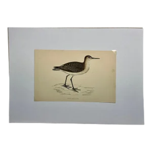 Antique Hand Colored Bird Print From England Showcasing a Wood Sandpiper - Circa 1880