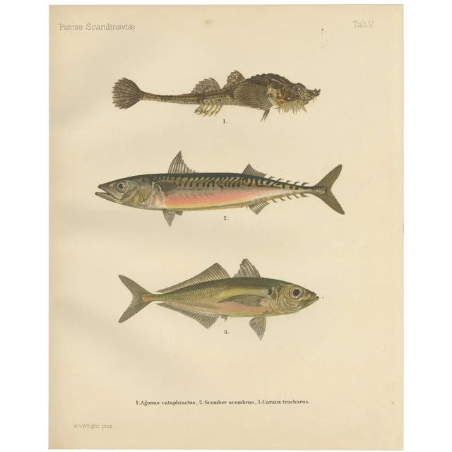 Armored Bullhead, 1895, Paper For Sale - Image 10 of 10
