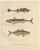 Armored Bullhead, 1895, Paper For Sale - Image 10 of 10