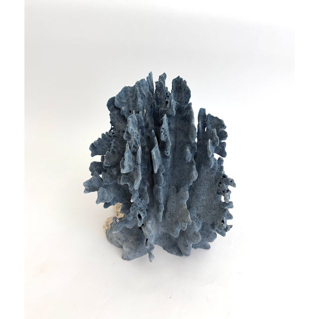 Natural Blue Coral Specimen Coastal Decor For Sale - Image 11 of 11
