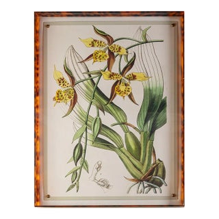 Spring Orchid I Giclee in Tortoise Frame For Sale