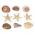 9 PCS Vintage Coastal Sea Shell Place Cards Holders for Weddings, Parties For Sale
