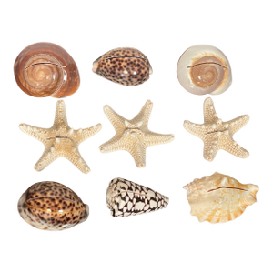 9 PCS Vintage Coastal Sea Shell Place Cards Holders for Weddings, Parties