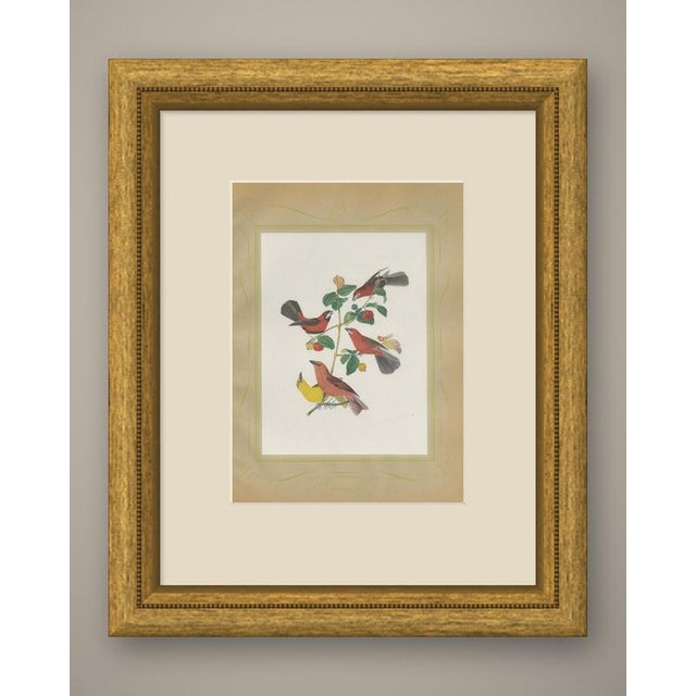 Red tanagers print after Descourtilz, Estampa 31 of the Ornitologia Brasileira, published in Rio de Janeiro in 1944 and...