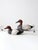 A pair of vintage hand-painted Canvasback duck decoys with reddish-brown heads, black chests, and white bodies. Each...