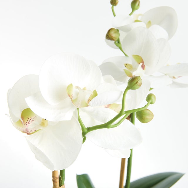 Realism Phalaenopsis Orchid Drop-In 15" St/2 For Sale - Image 3 of 4