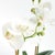 Realism Phalaenopsis Orchid Drop-In 15" St/2 For Sale - Image 3 of 4