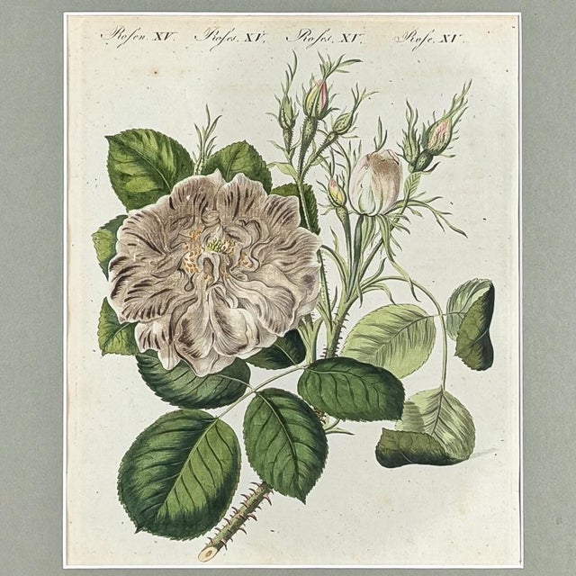 English Hand-Colored Rose Engraving, 1805 | Bertuch Antique Botanical Print For Sale - Image 3 of 7
