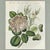 English Hand-Colored Rose Engraving, 1805 | Bertuch Antique Botanical Print For Sale - Image 3 of 7