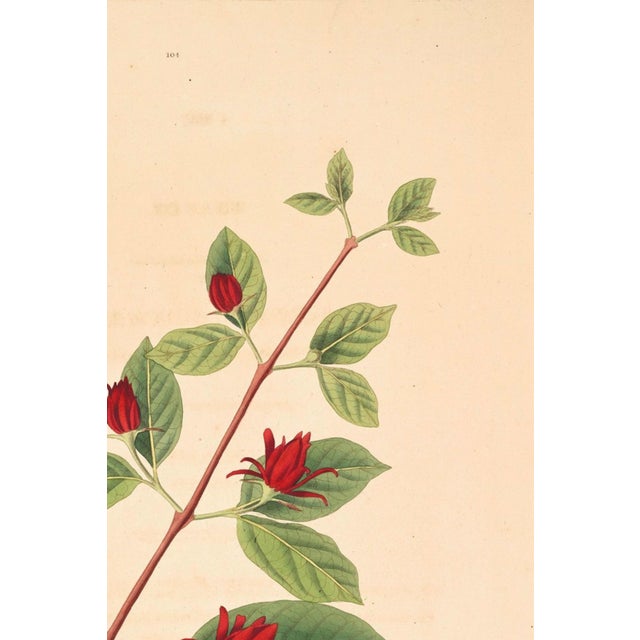 Antique Botanical Study With Moths, 1797 Vintage Art Print Reproduction, 16" X 24" For Sale - Image 4 of 10
