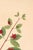 Antique Botanical Study With Moths, 1797 Vintage Art Print Reproduction, 16" X 24" For Sale - Image 4 of 10