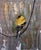 The artwork depicts a goldfinch perched on a slender branch, its vibrant yellow plumage providing a striking contrast...