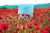 Artur Debat, Mirror Reflecting Blue Sky Between Red Poppies Field During Spring in Spain, Photograph, in Flawless...