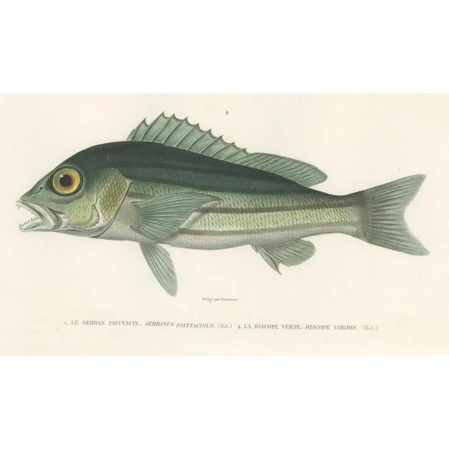 Parrot Hind and Diacope, 1846, Paper For Sale - Image 3 of 10