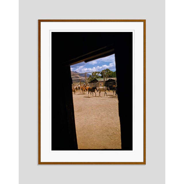 Modern The Round Up 1955 by Toni Frissell Framed For Sale - Image 3 of 3