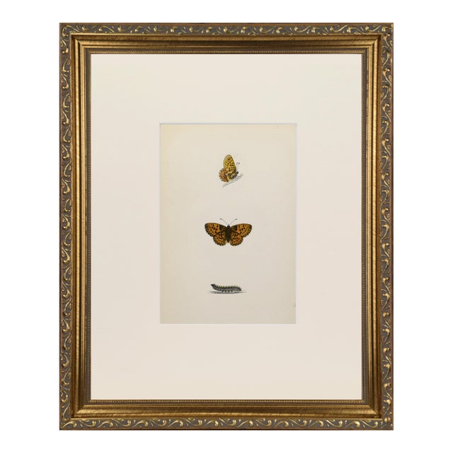 19th Century Antique Morris Butterfly Print Hand Colored Lithograph 1853 For Sale