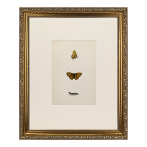 19th Century Antique Morris Butterfly Print Hand Colored Lithograph 1853