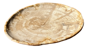 Small Oval Beige Petrified Wood Trinket Dish or Tray with Speckled Rings