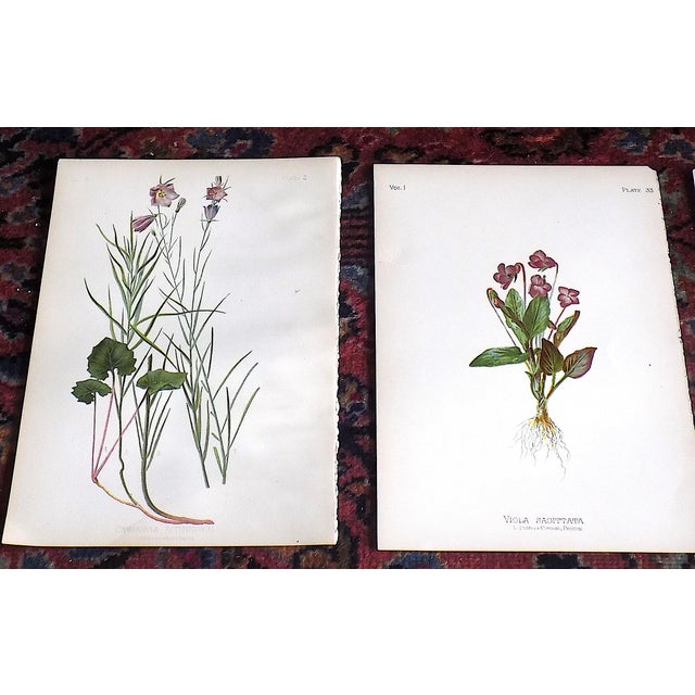 This set of twelve (12) authentic antique 19th C. botanical chromolithographs (each color laid in with a separate...
