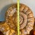 Large Ammonite Fossil Unique Accent For Sale - Image 16 of 16