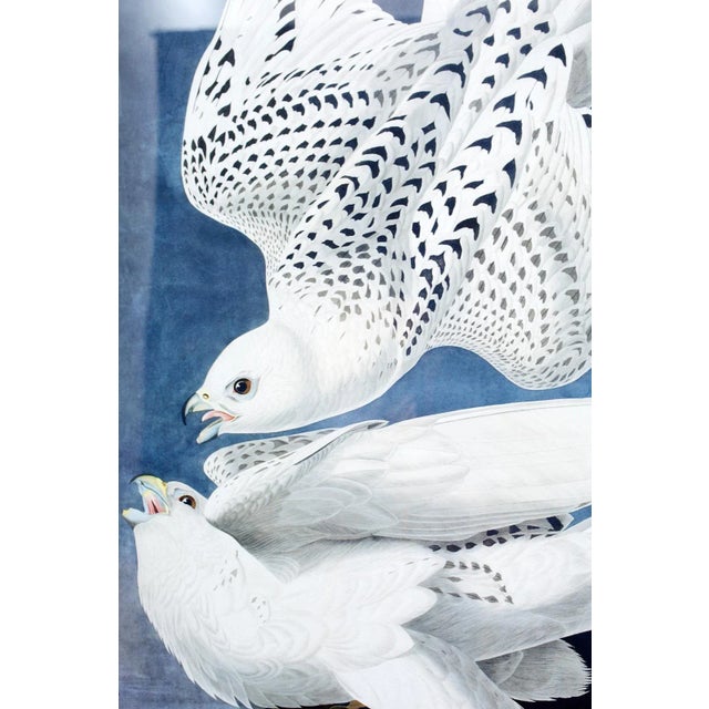 Sky Blue Audubon Iceland or Jer Falcon Plate #366 Havell Oppenheimer Edition For Sale - Image 8 of 13