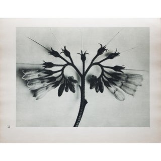 1935 Karl Blossfeldt Two-Sided Photogravure N77-78 For Sale