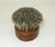 Mid 20th Century Modern Teak Wood Hedgehog Brush For Sale In Atlanta - Image 6 of 11
