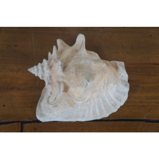Shell Vintage Queen Conch Shell Aliger Gigas Marine Arena Johns Pass Florida For Sale - Image 7 of 12